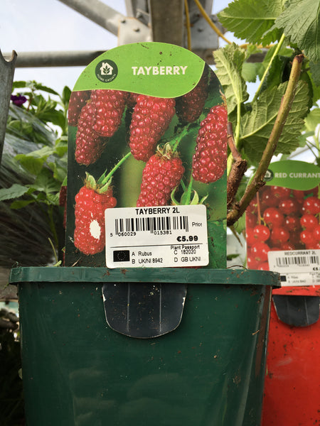 Tayberry Tayberry
