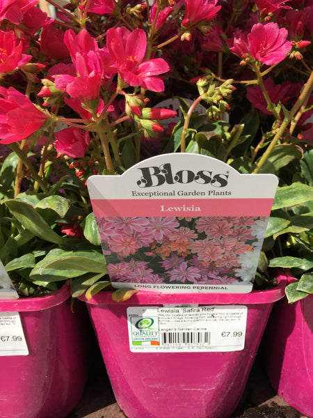 Lewisia Safira red Lewisia Safira red