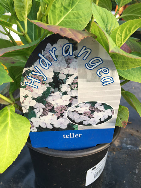 Hydreanga teller white Hydreanga teller white