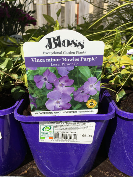 Vinca minor Bowles purple 2l Vinca minor Bowles purple 2l