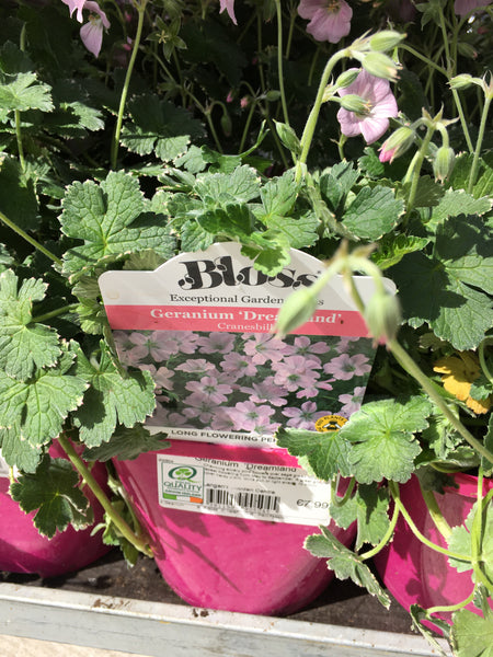 Geranium dreamland 2l Geranium dreamland 2l