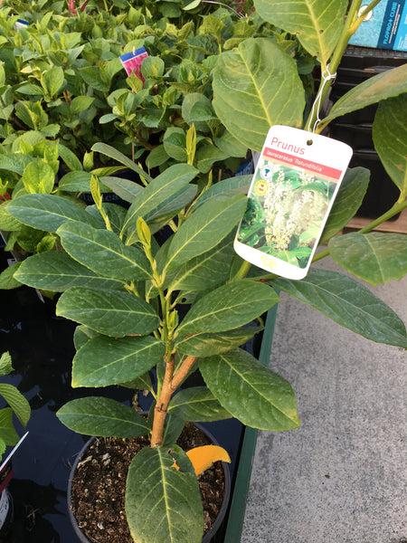 Prunus rotundifolia Prunus rotundifolia