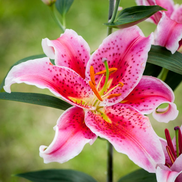 Lilium Stargazer Lilium Stargazer