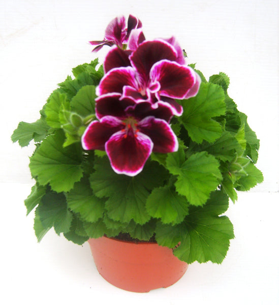 regal pelargonium 14cm regal pelargonium 14cm