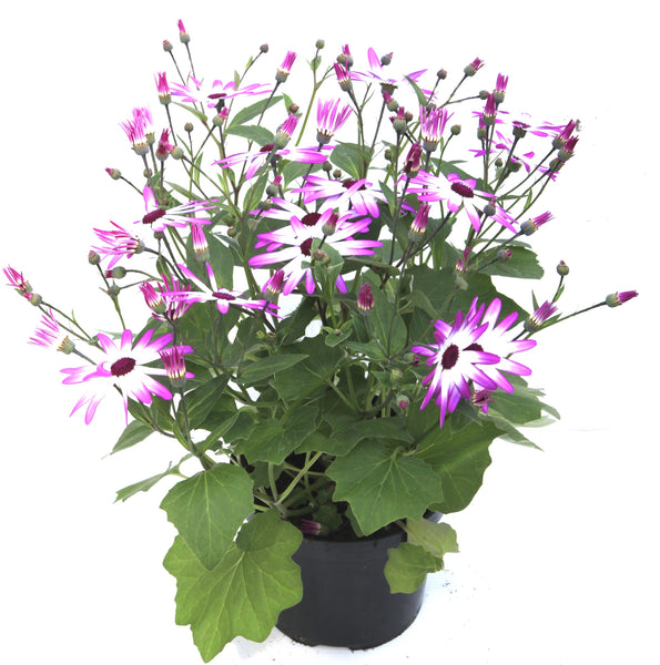 Senetti Senetti