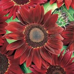 Unwins Sunflower Rouge Royale Unwins Sunflower Rouge Royale