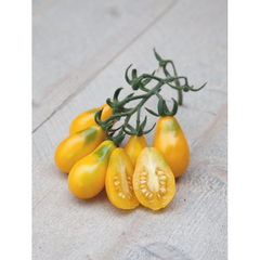 Cherry tomatoes Yellow Pearshaped Cherry tomatoes Yellow Pearshaped