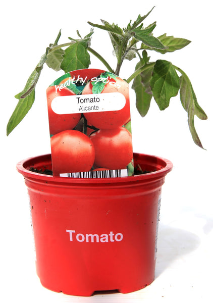 Tomato alicante Tomato alicante