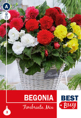 Begonia Fimbriata mixed