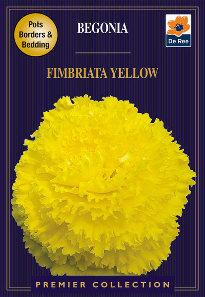 Begonia Fimbriata Yellow