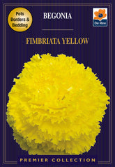 Begonia Fimbriata Yellow
