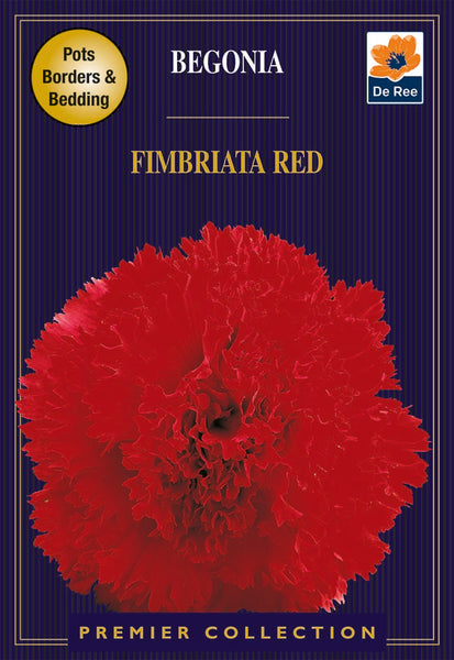 Begonia Fimbriata Red