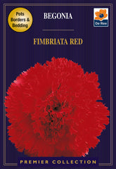 Begonia Fimbriata Red