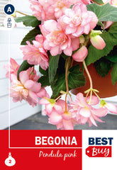 Begonia Pendula Pink