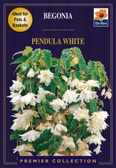 Begonia Pendula White