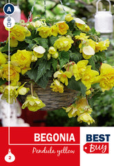 Begonia Pendula Yellow