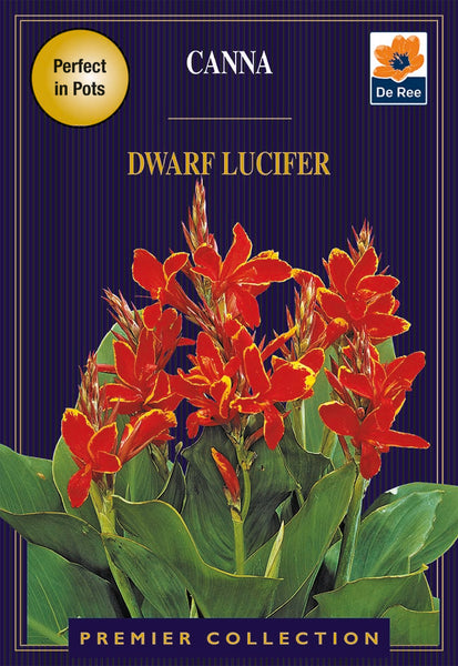 Canna Dwarf Lucifer