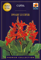Canna Dwarf Lucifer