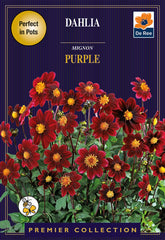 Dahlia Mignon Purple