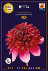 Dahlia Anemone Flowering Red