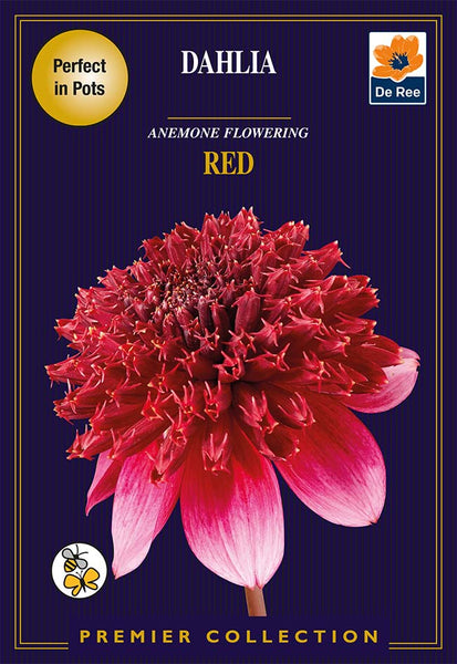 Dahlia Anemone Flowering Red