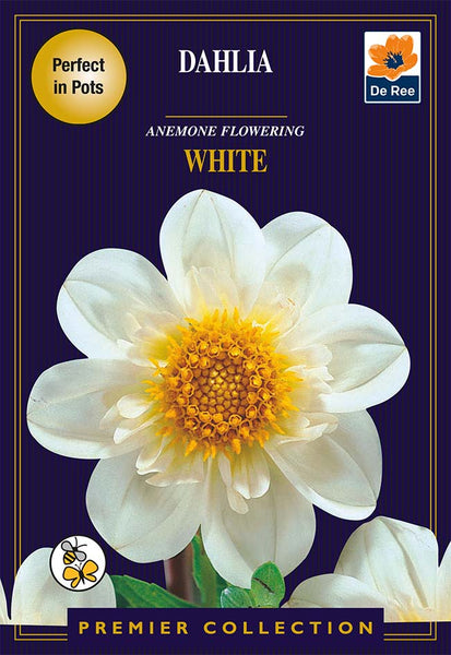 Dahlia Anemone Flowering White