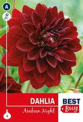 Dahlia Decorative Arabian Night