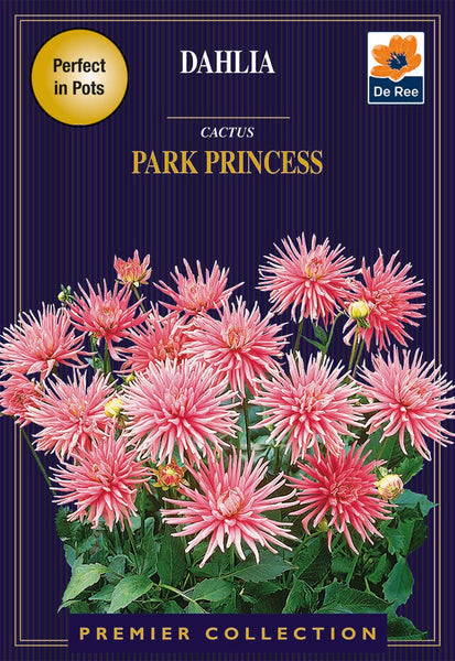 Dahlia Cactus Park Princess