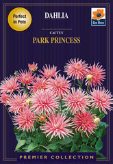 Dahlia Cactus Park Princess
