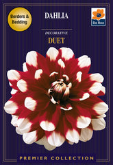 Dahlia Decorative Duet