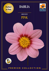 Dahlia Mignon Pink