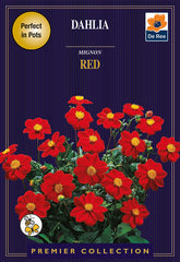 Dahlia Mignon Red