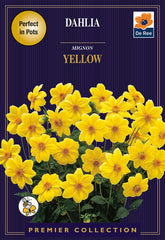 Dahlia Mignon Yellow