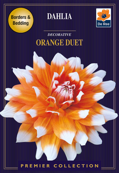 Dahlia Decorative Orange Duet