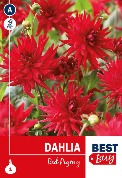 Dahlia Cactus Red Pigmy
