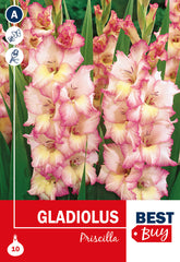 Gladioli Priscilla