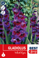 Gladioli Velvet Eyes