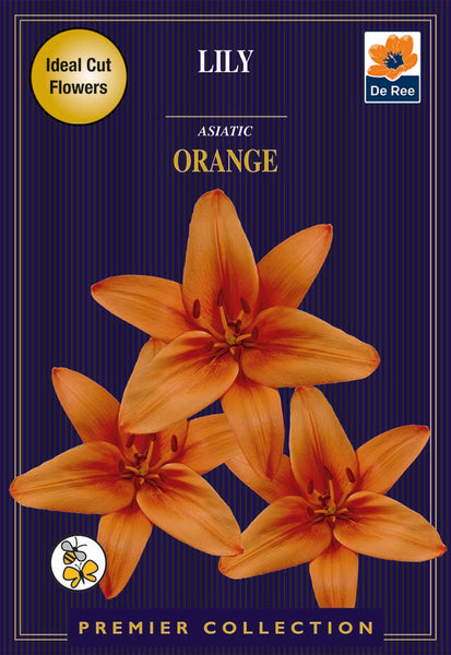 Lily Asiatic Orange