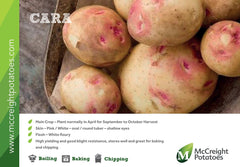 Cara Seed Potatoes 2kg