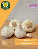Garlic bulbs Sabadrome