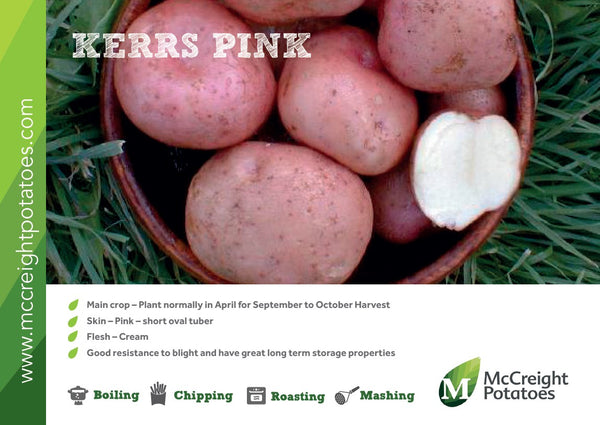 Potatoes - Kerrs Pink Maincrop - 2Kg Nets