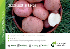 Potatoes - Kerrs Pink Maincrop - 2Kg Nets