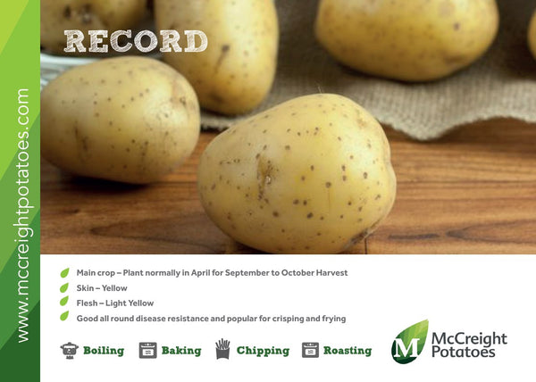 Potatoes - Record Maincrop - 2Kg Nets