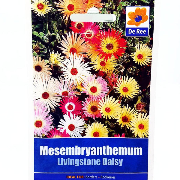 Mesembryanthemum Livingstone Daisy