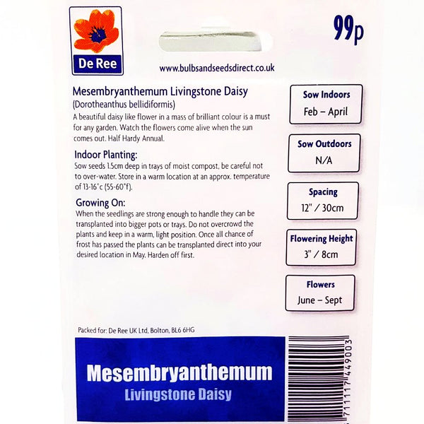Mesembryanthemum Livingstone Daisy