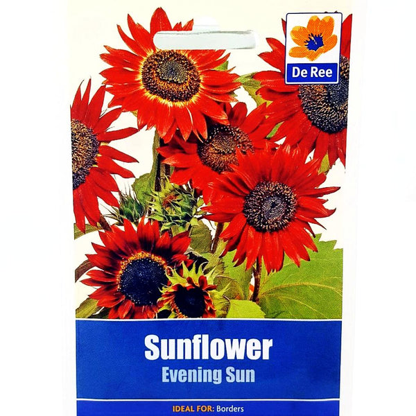 Sunflower Evening Sun