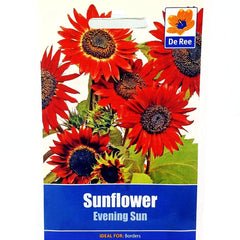 Sunflower Evening Sun