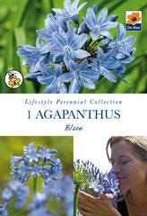 Agapanthus Blue