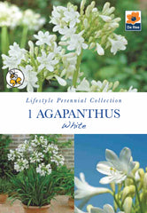 Agapanthus white