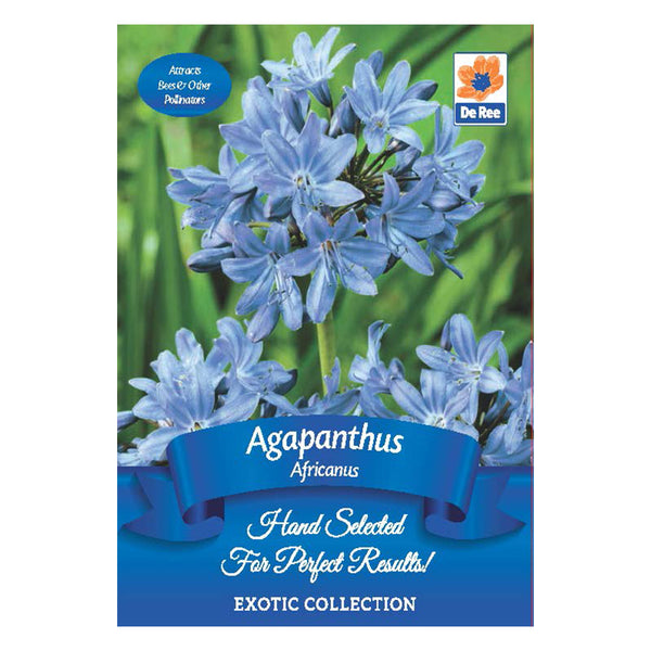 Agapanthus africanus